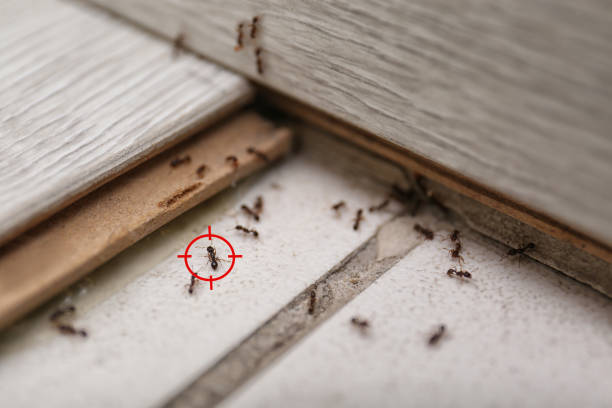 Best Best Pest Control Companies  in Maize, KS