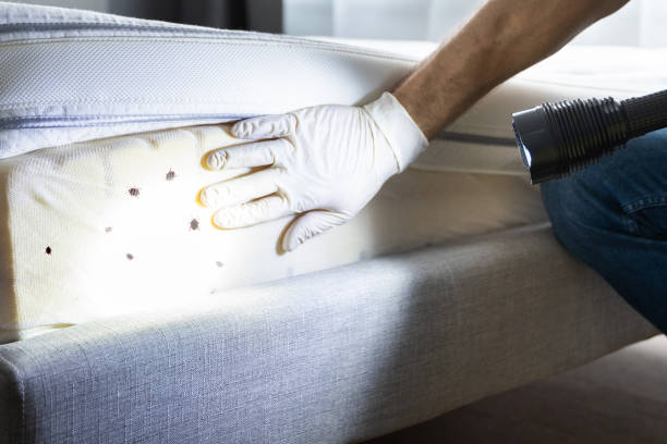 Best Local Pest Control Services  in Maize, KS